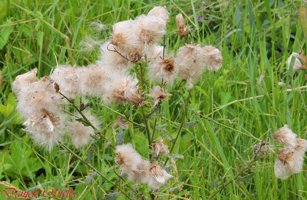 Cirsium arvense